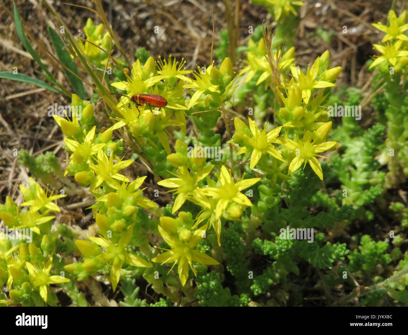 20170605 Sedum acre 1. Stockfoto