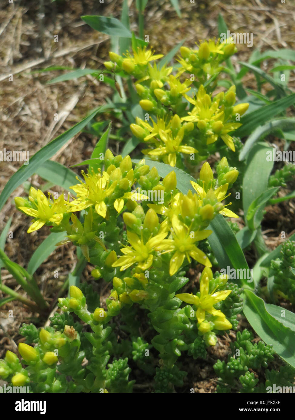 20170605 Sedum acre 4 Stockfoto