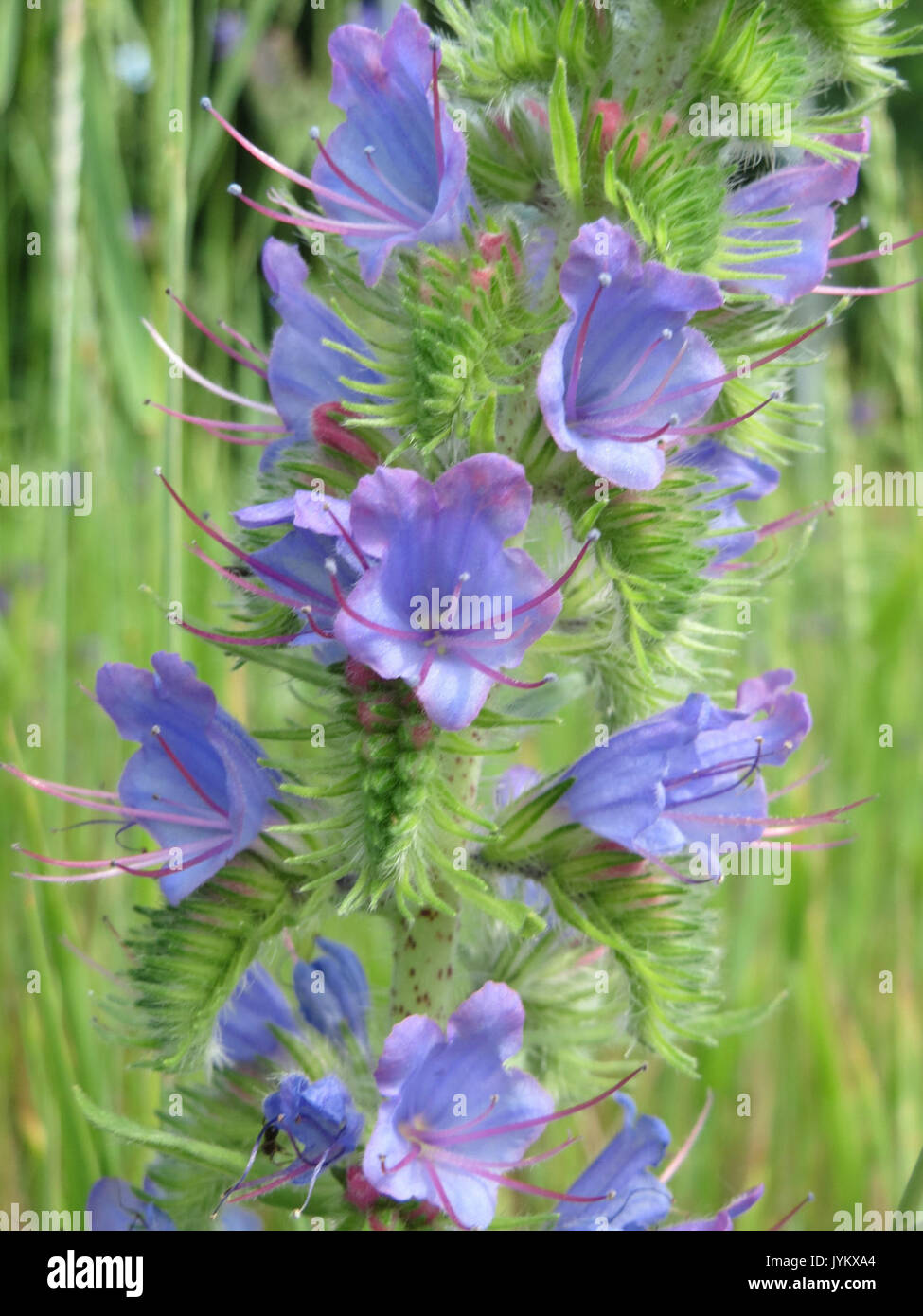 20170605 Echium vulgare 1. Stockfoto