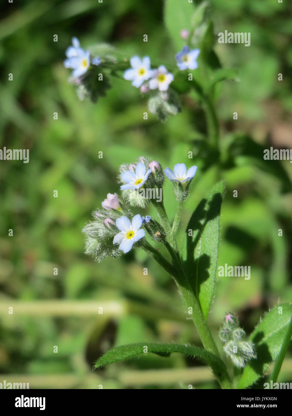 20170610 Myosotis Arvensis 2 Stockfoto