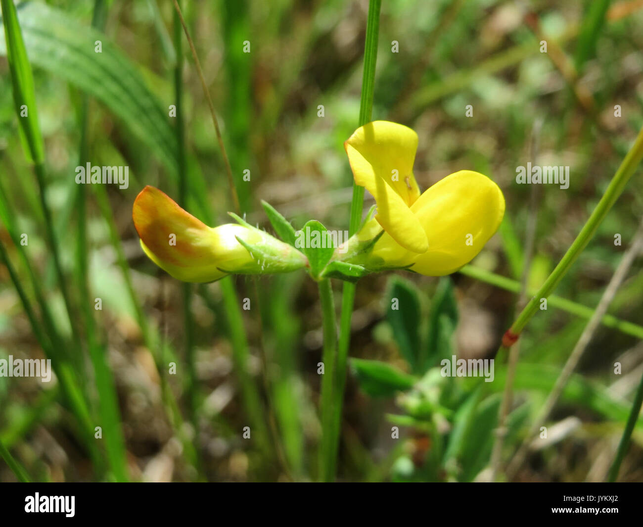 20170610 Lotus corniculatus 1. Stockfoto