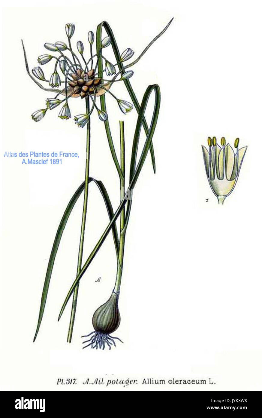 317 Allium Oleraceum L Stockfoto