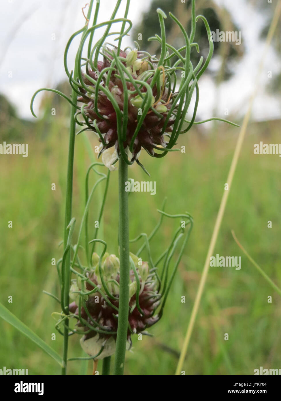 20170617 Allium scorodoprasum 3 Stockfoto