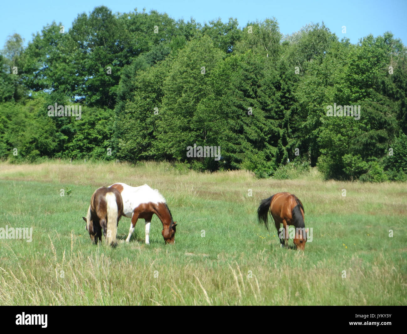 20170619 Equus caballus 1. Stockfoto