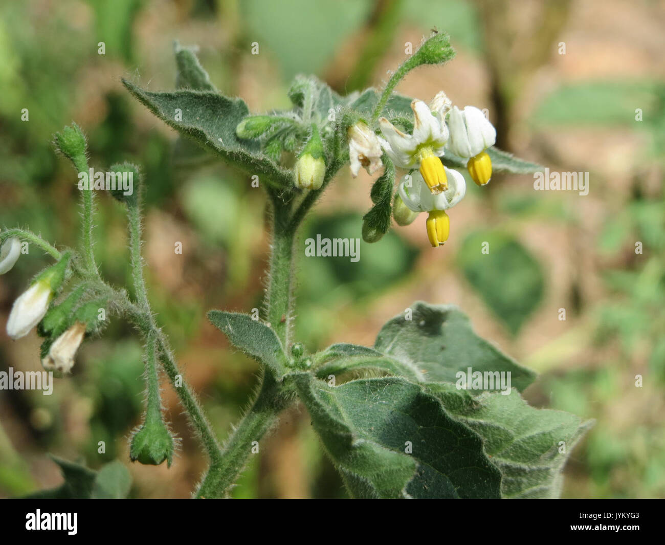 20170623 Solanum nigrum 1. Stockfoto