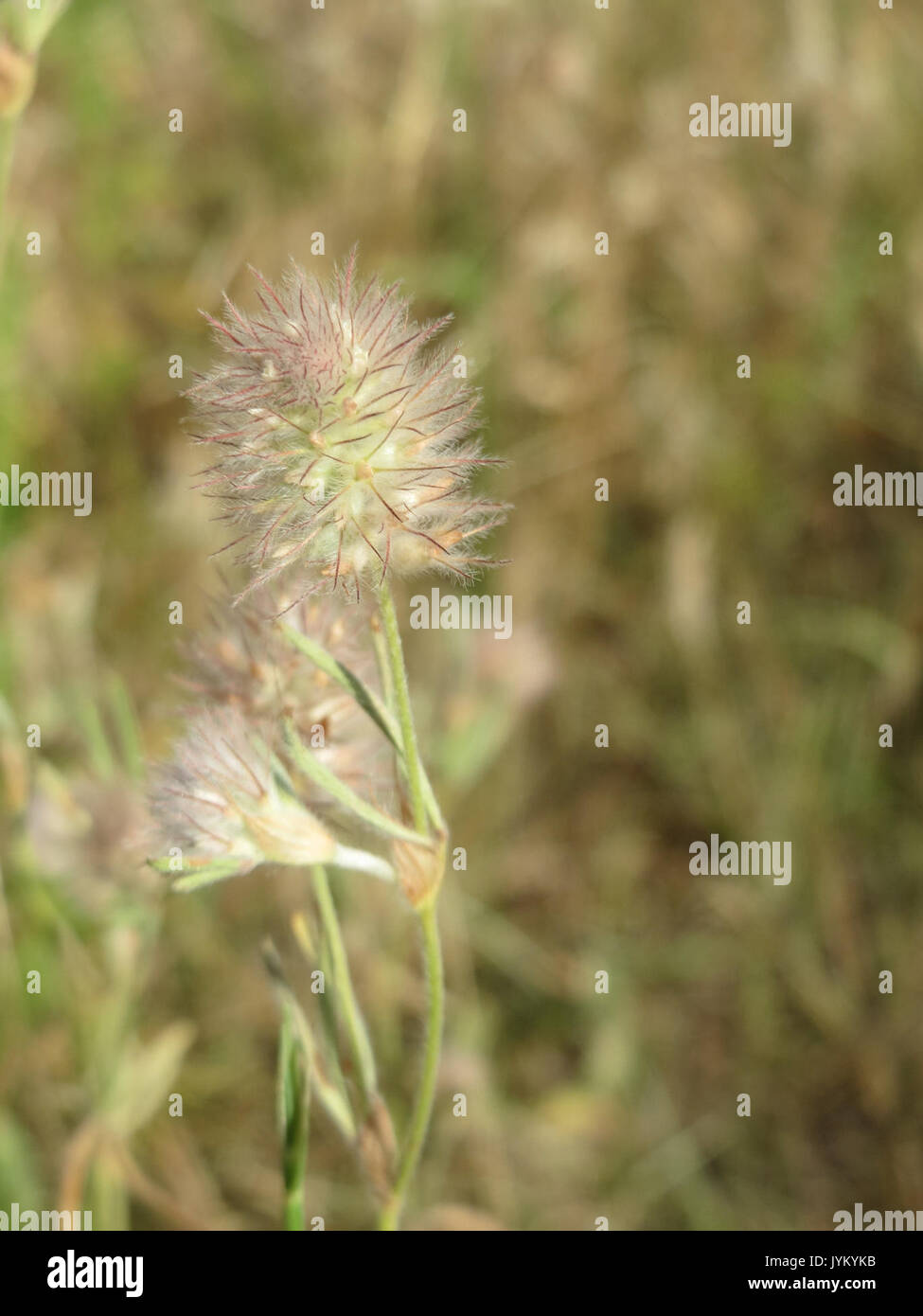 20170623 Trifolium arvense 2 Stockfoto