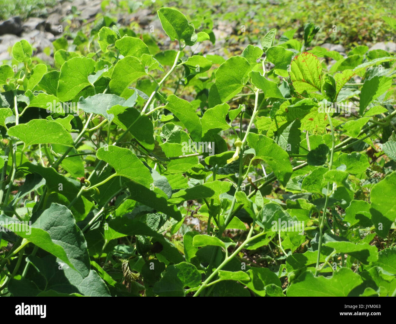 Dieses Bild zeigt Aristolochia clematitis, eine Pflanzenart, die für ihr unverwechselbares Aussehen bekannt ist und oft in der Botanik wegen ihrer medizinischen und toxischen Eigenschaften untersucht wird. Stockfoto