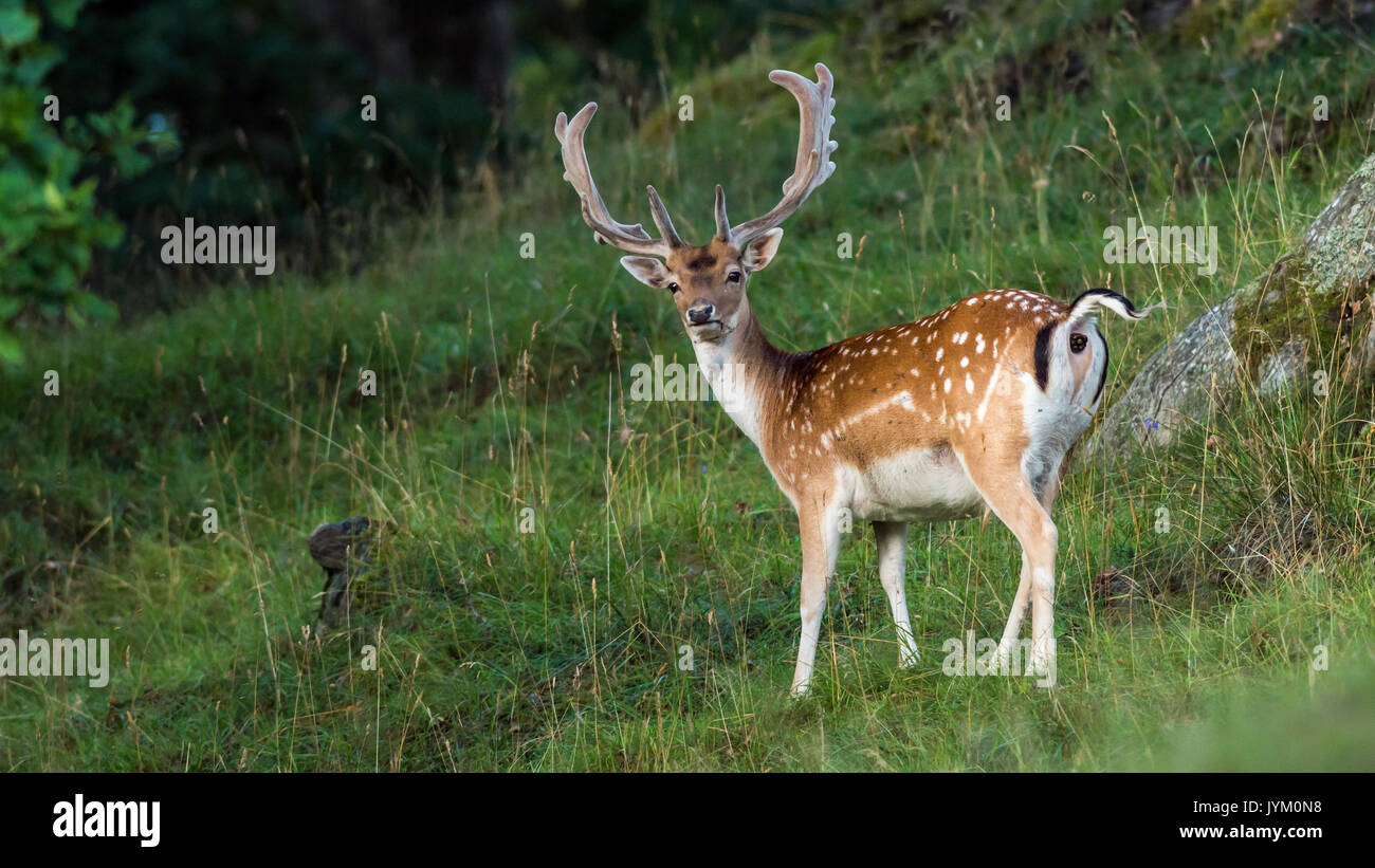 Ein junges Damwild Buck, der alt genug ist, Schaufel-förmige Geweih in einer Waldlandschaft zu haben Stockfoto