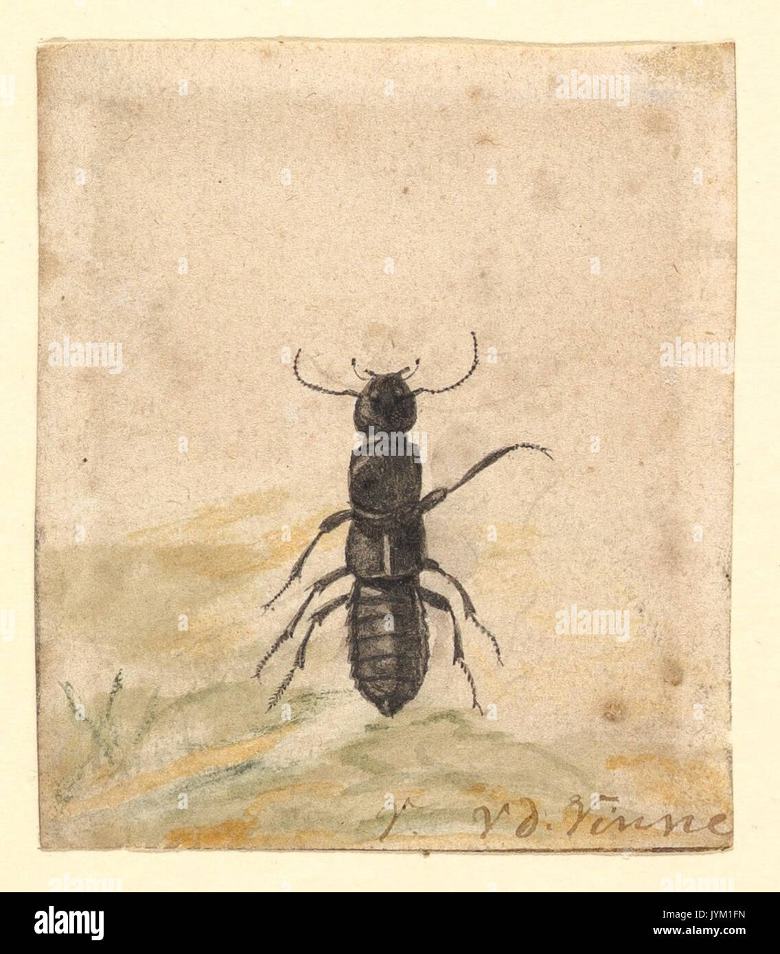 Ein schwarzer Käfer MET DP 820077 Stockfoto