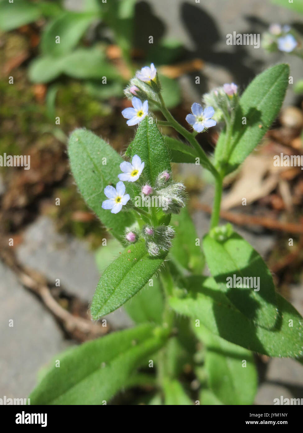 20170713 Myosotis Arvensis 1. Stockfoto