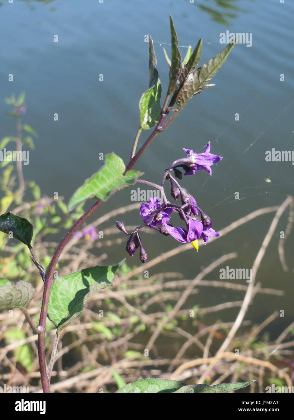 20170718 Solanum dulcamara 2 Stockfoto