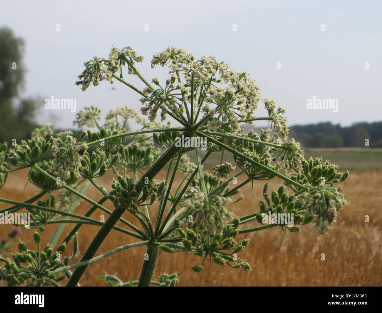 20170719 Heracleum sphondylium 1. Stockfoto
