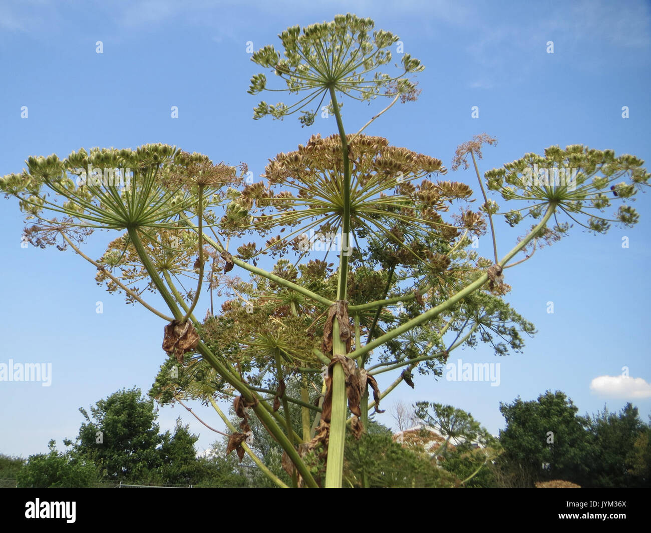 20170719 Heracleum mantegazzianum 2 Stockfoto