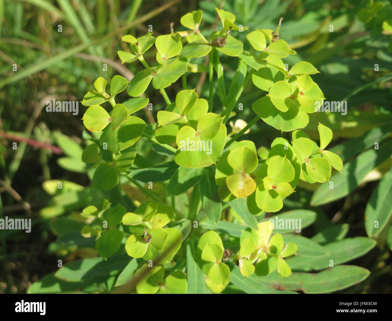 20170722 Euphorbia esula 1. Stockfoto