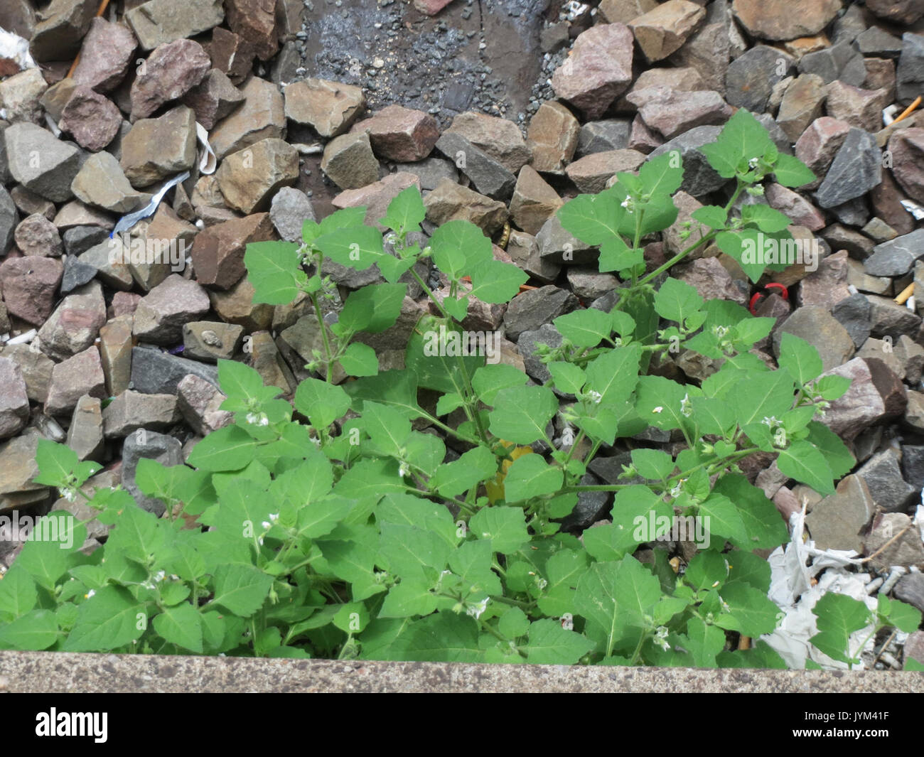 20170804 Solanum nigrum 1. Stockfoto