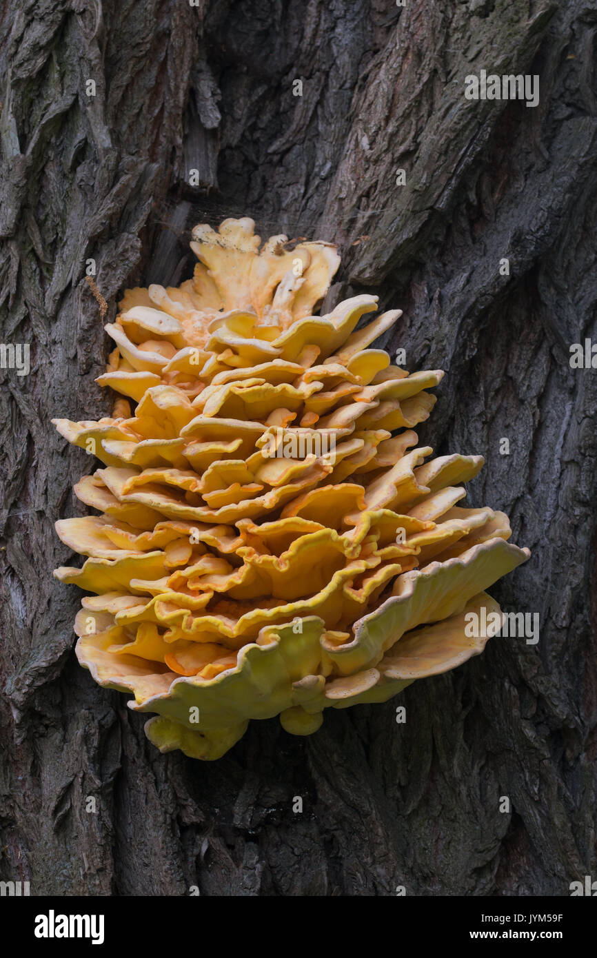 Schwefel Polypore, Laetiporus sulfureus helle orange gelb fugus auf einem Baumstamm Stockfoto