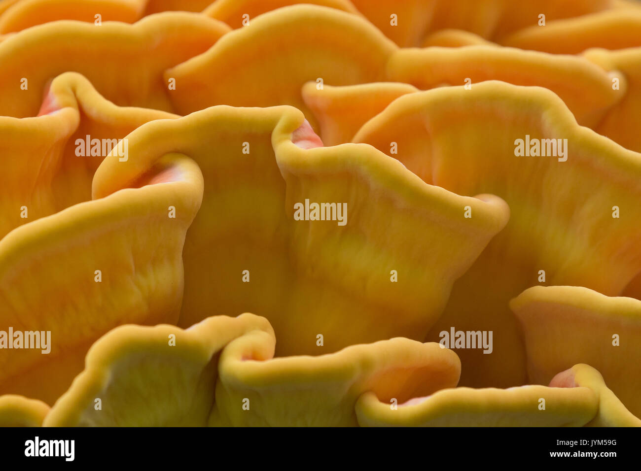 Schwefel Polypore, Laetiporus sulfureus helle orange gelb fugus auf einem Baumstamm Stockfoto