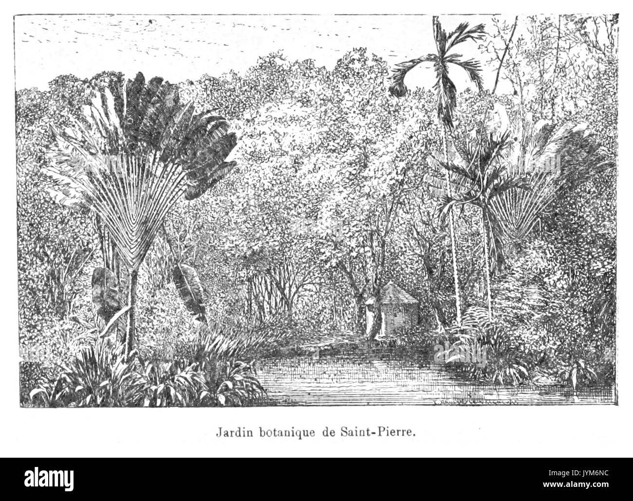 Jardin botanique de Saint Pierre Stockfoto