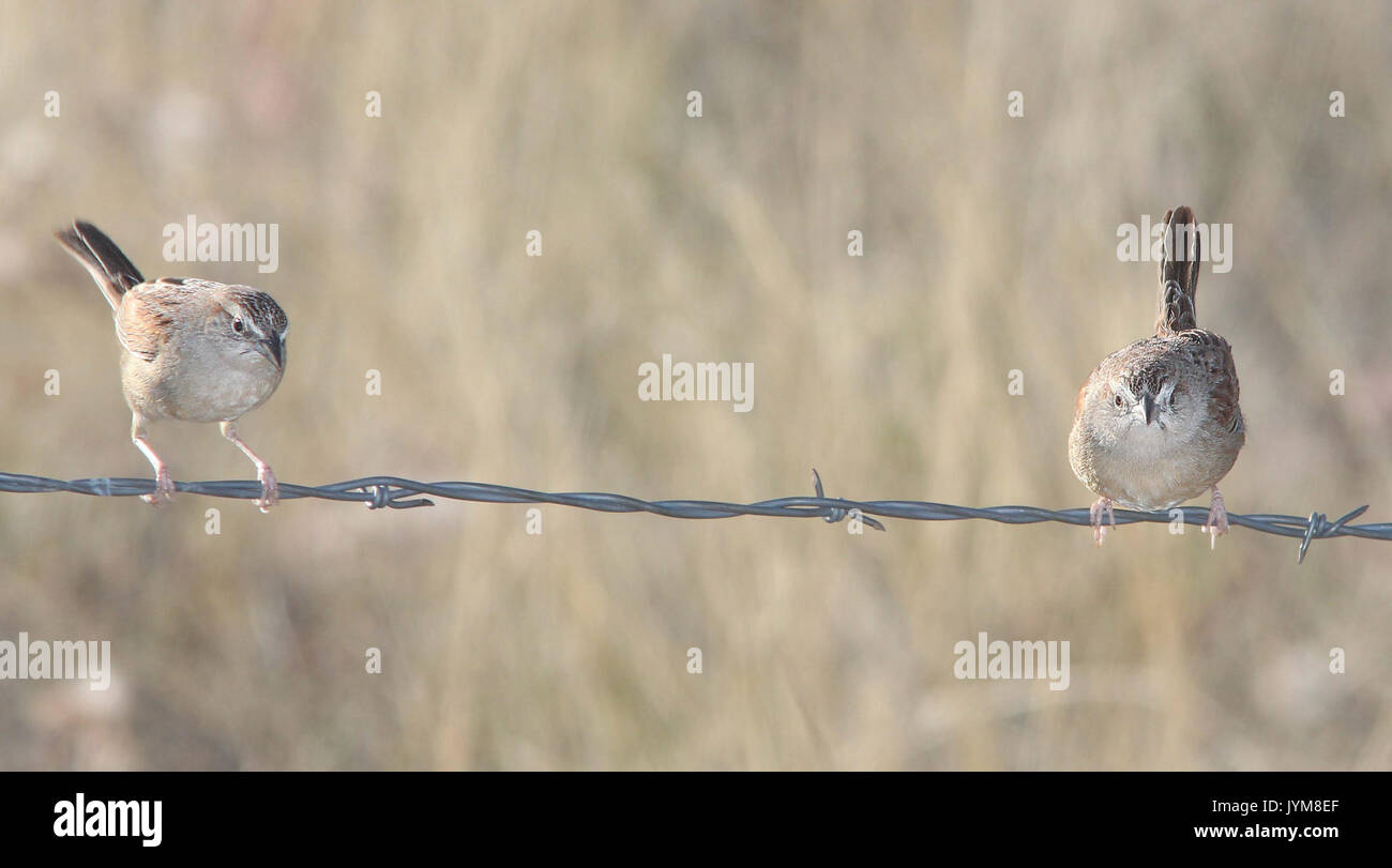 867 BOTTERI'S SPARROW (3 18 14) Lado de Loma, Patagonia Lake Ranch Estates, SCC, Az 02 (13255646375) Stockfoto