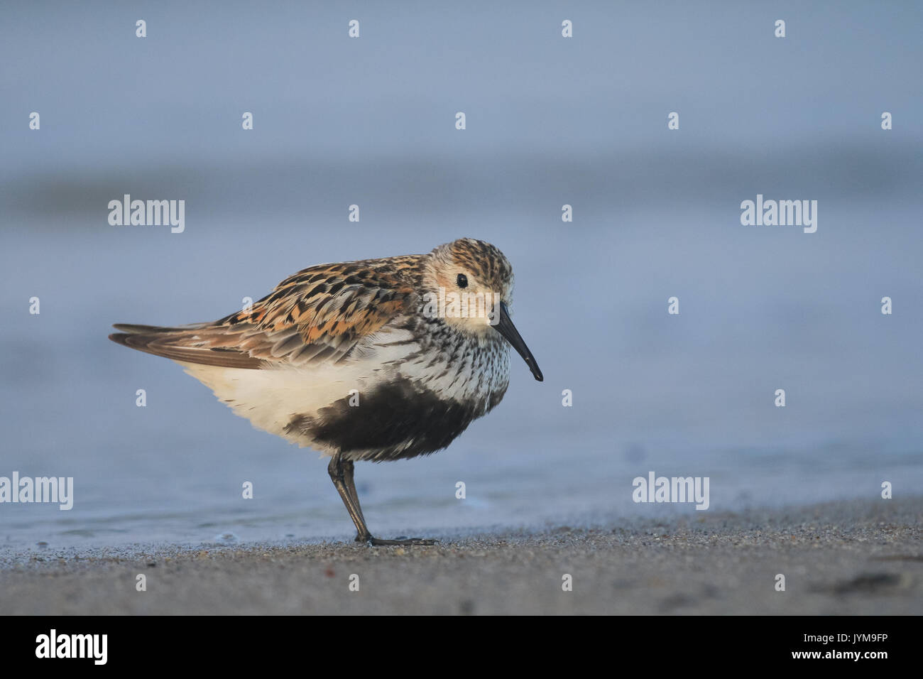 Nach Alpenstrandläufer, Calidris Alpina an der Küste ausruhen Stockfoto