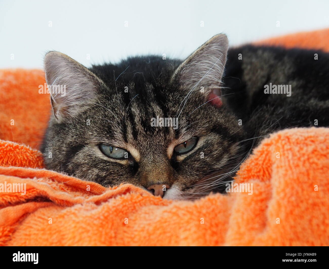 Cat Festlegung auf orange Handtuch Stockfoto
