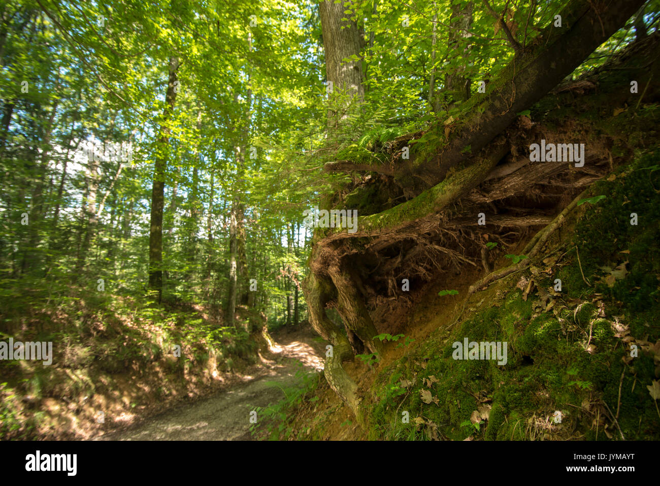 Wanderweg im Wald Stockfoto