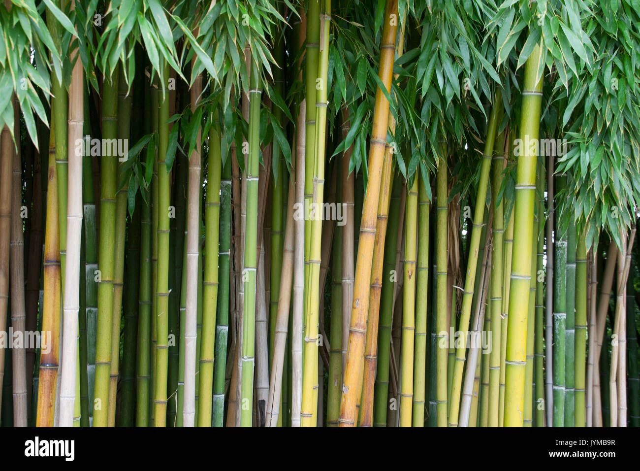 Bambus wächst Stockfoto
