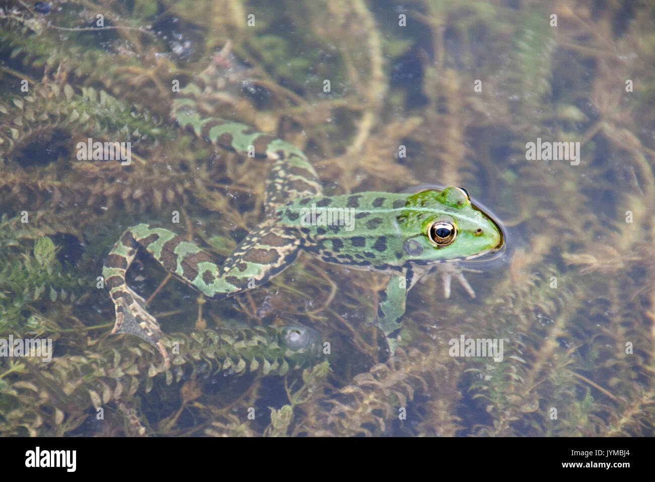 Spotted frog lugen aus Teich Stockfoto