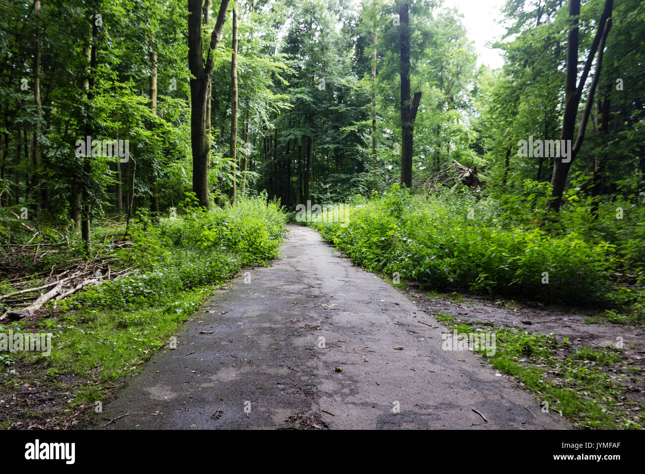 Alte Wald im Herzen der Stadt. Stockfoto