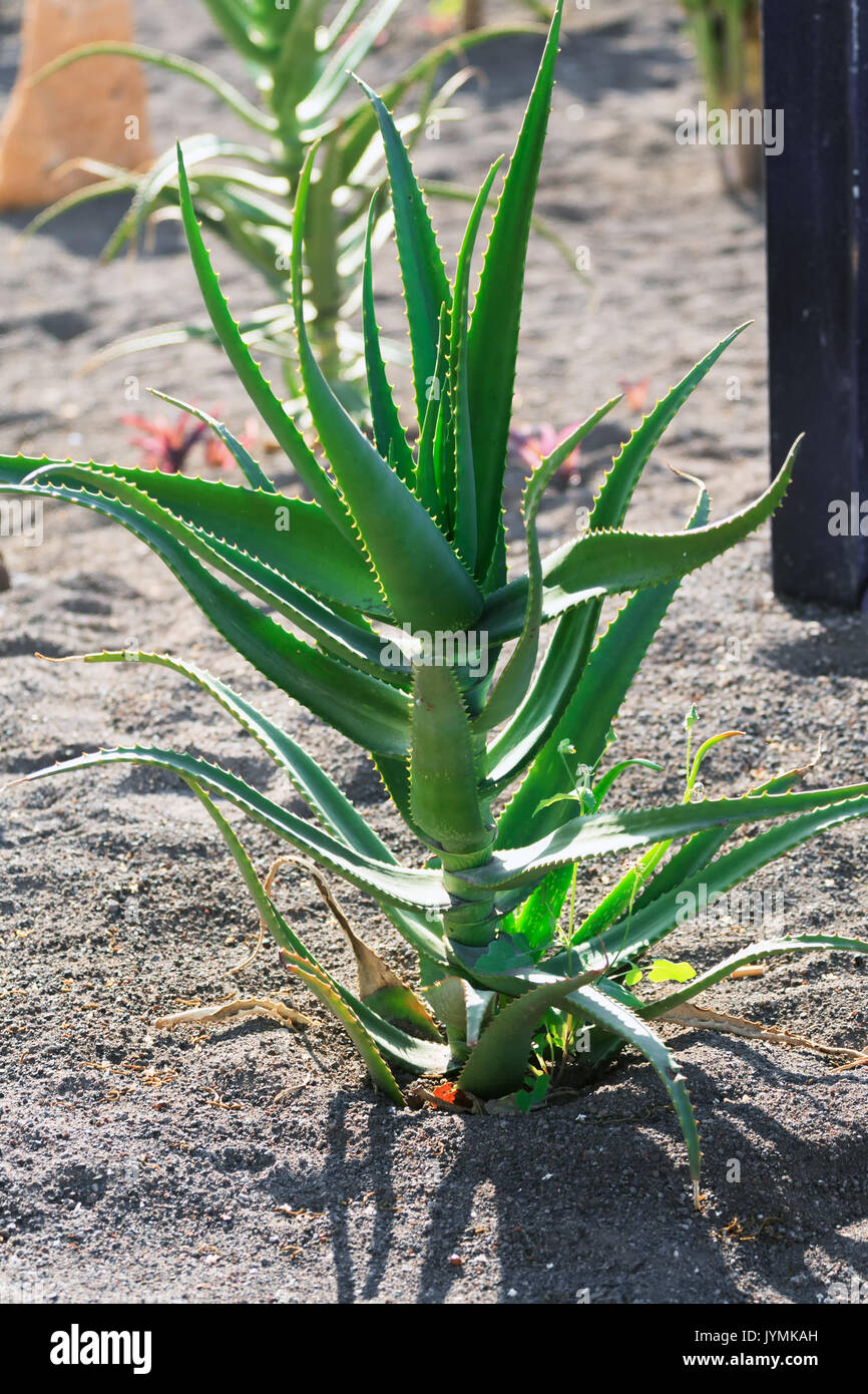 Aloe Pflanze an einem Strand in Teneriffa Stockfotografie - Alamy
