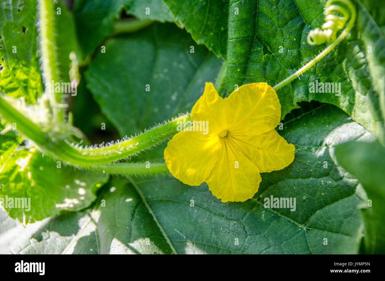 Gurken Blume - organische Gurke Anlage Stockfoto