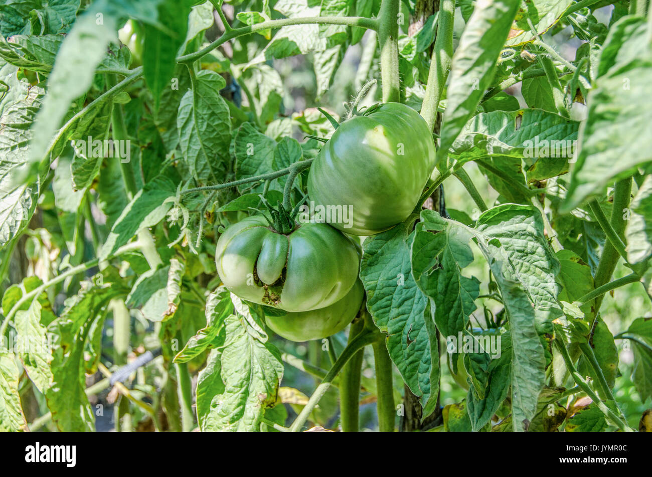 Grüne organischen Garten - Grüne Tomate Stockfoto