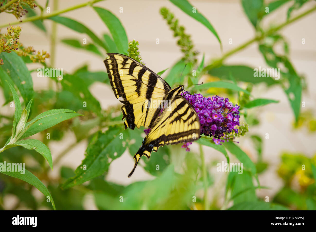 Schwalbenschwanz Schmetterling Extrahieren von Nektar von Butterfly Bush Stockfoto
