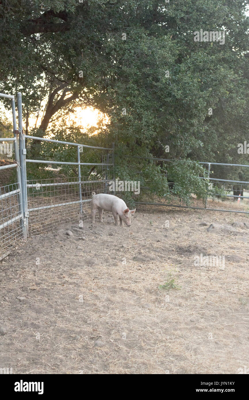 Einzelne junge Rosa inländischen Nettes Schwein allein mit Sonne durch Eichen, ganze pet-Schwein ist sichtbar, Hochformat, Abendlicht Stockfoto