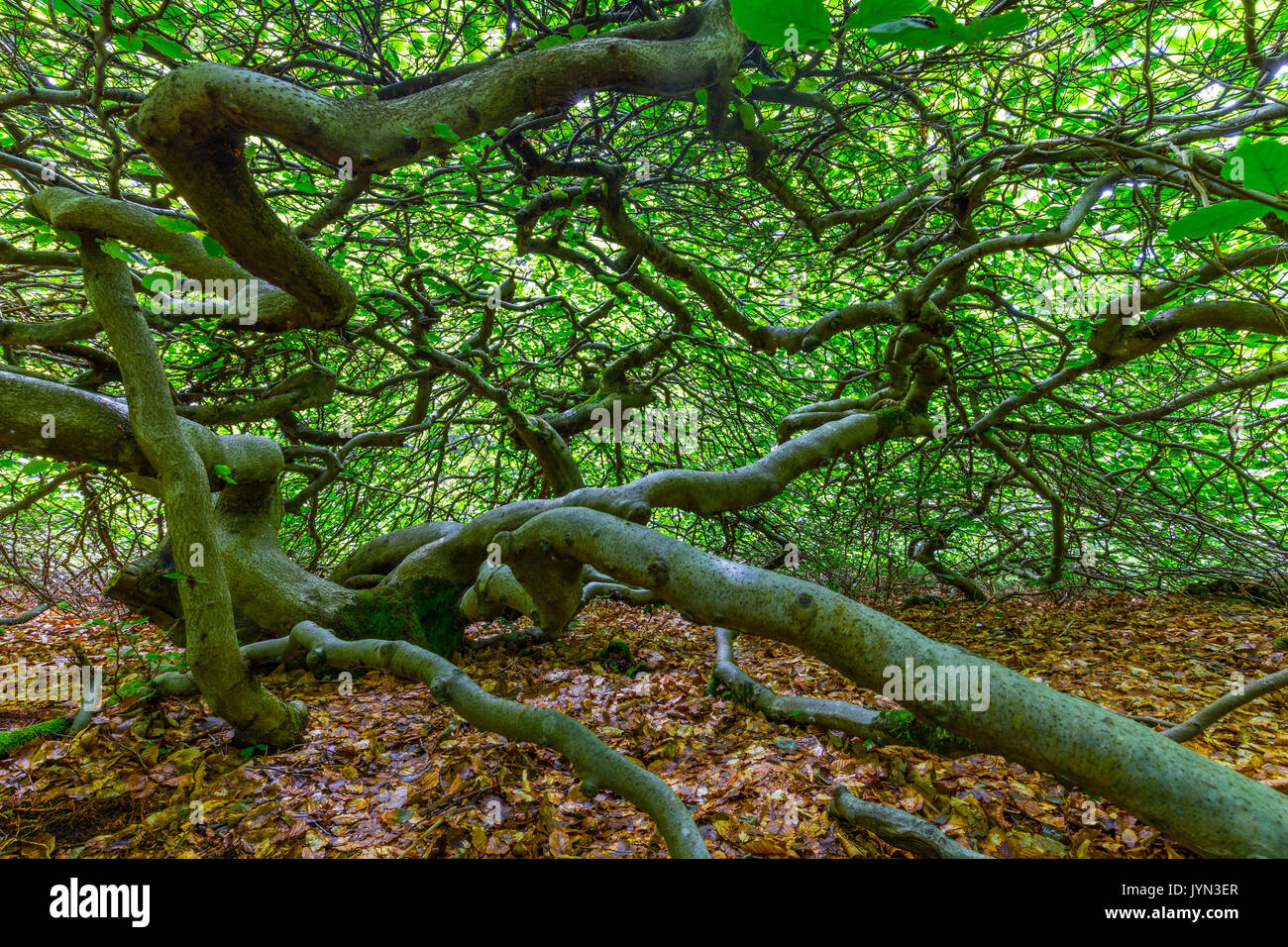 Twisted Zwerg Buche in Les Faux de Verzy, 25 km südlich von Reims in der Champagne, Frankreich Stockfoto