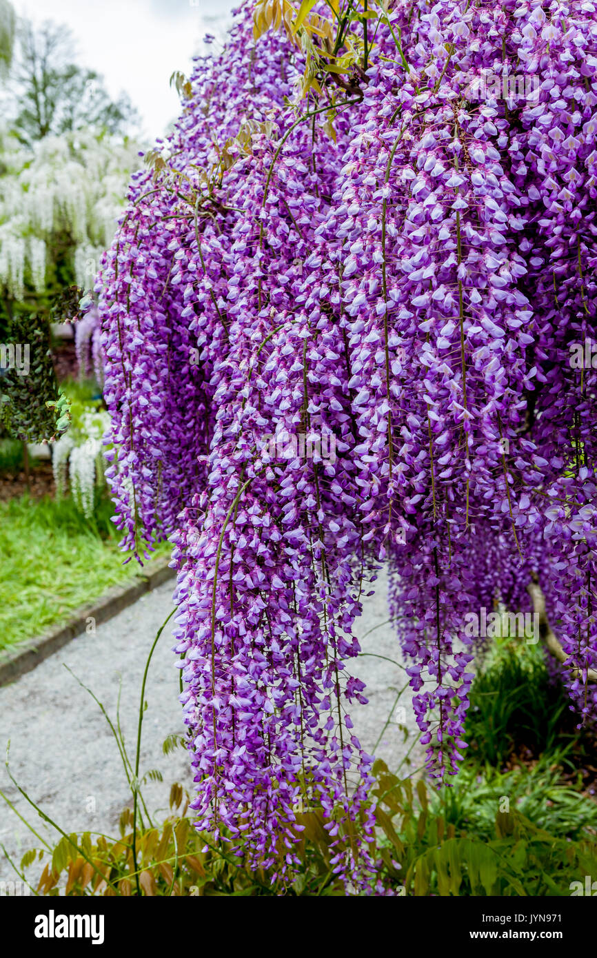 Blühende Glyzinie in Garten, Weiß und Violett Stockfoto