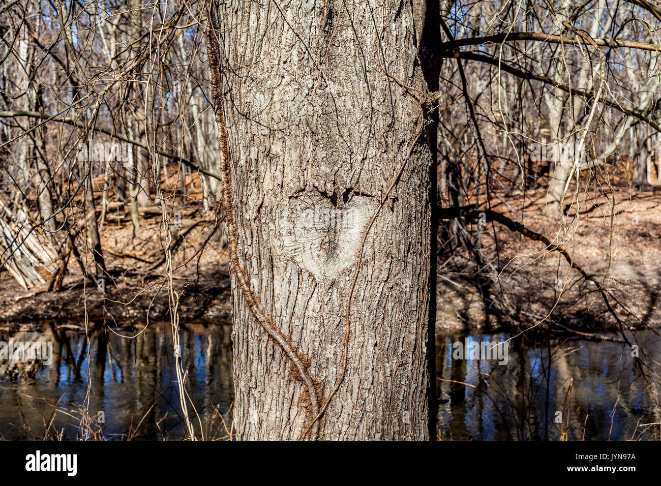 Herz geschnitzt in einem Baum, Wald und Fluss Hintergrund Stockfoto