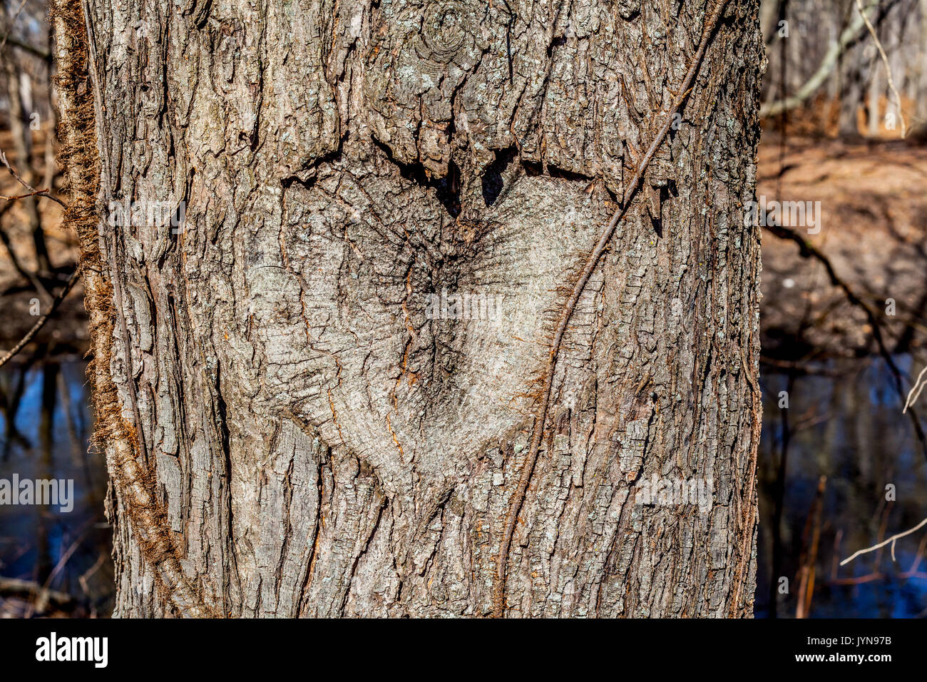 Herz geschnitzt in einem Baum, Wald und Fluss Hintergrund Stockfoto