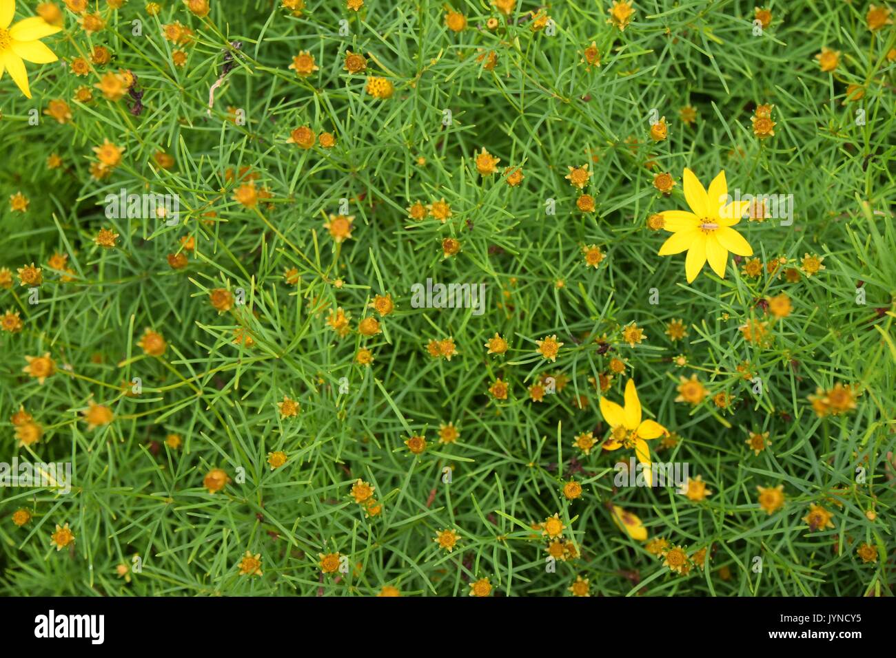 Blumenbeet mit verdorrten und blühende Pflanzen Veilchen, Gelb Coreopsis  verticillata,, calliopsis, Veilchen Stockfotografie - Alamy