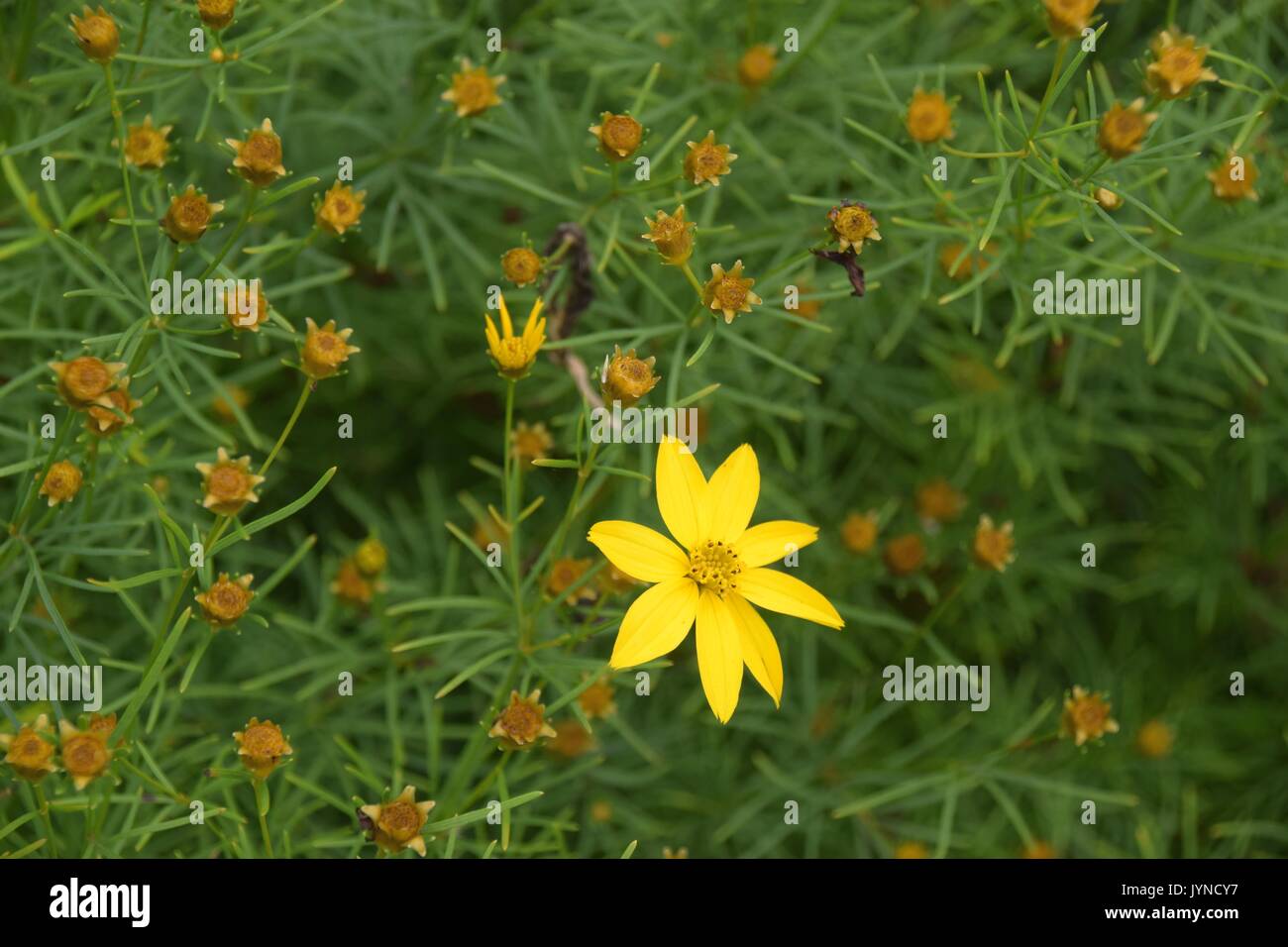 Llast coreopsis verticillata Blume im Blumenbeet, gelb Coreopsis verticillata,, calliopsis, Veilchen Stockfoto