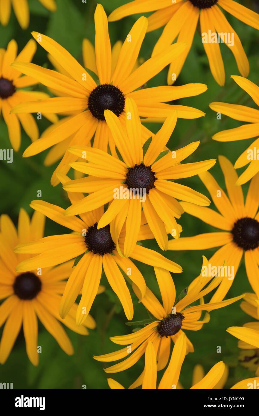 Rudbeckia hirta Blumen Hintergrund, Gelb, mehrjährig coneflowers coneflowers Stockfoto