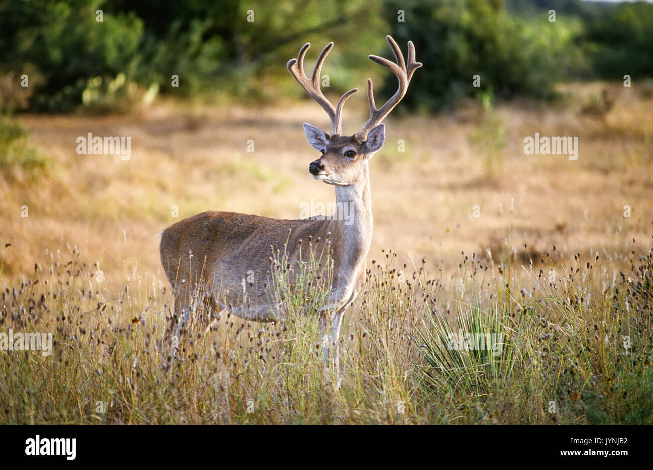 Amerikanische whitetail deer standing in einer offenen Wiese. Stockfoto