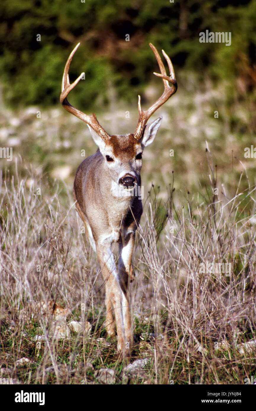 Junge amerikanische weiß Schwanz Rehe wandern in einem offenen medow. Stockfoto