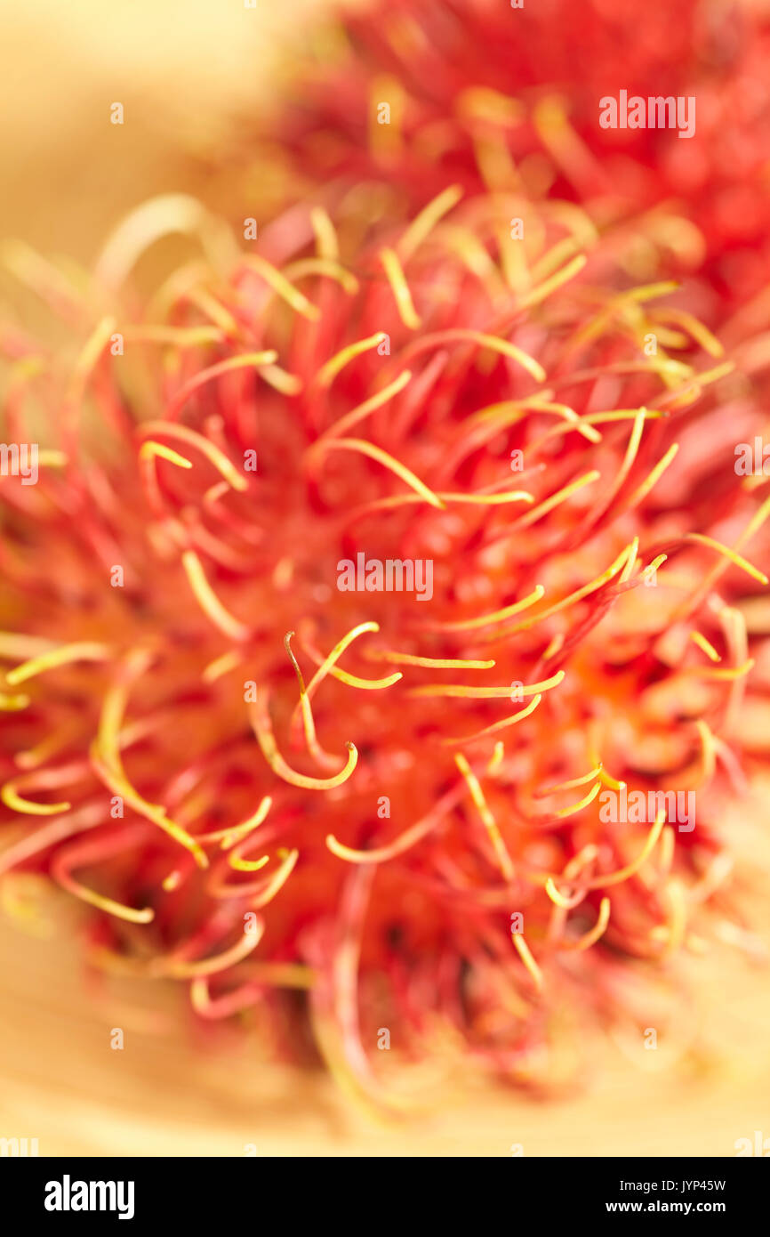 Rambutan, Nephelium lappaceum, eine tropische Frucht Stockfoto