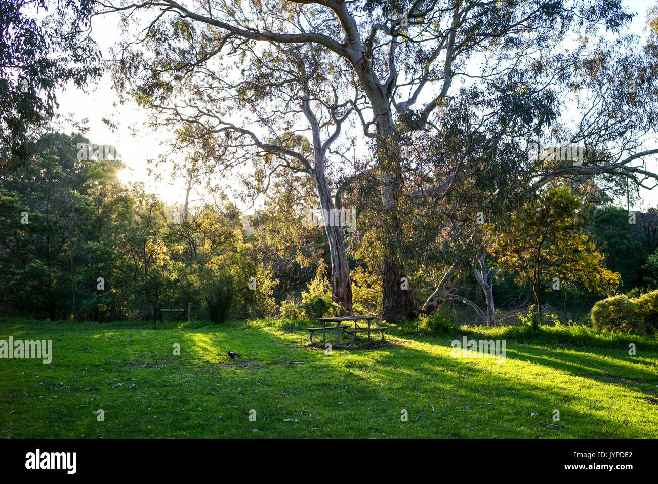 Picknickplatz im Buschland in Yarra Bend Park, Melbourne, Victoria, Australien Stockfoto