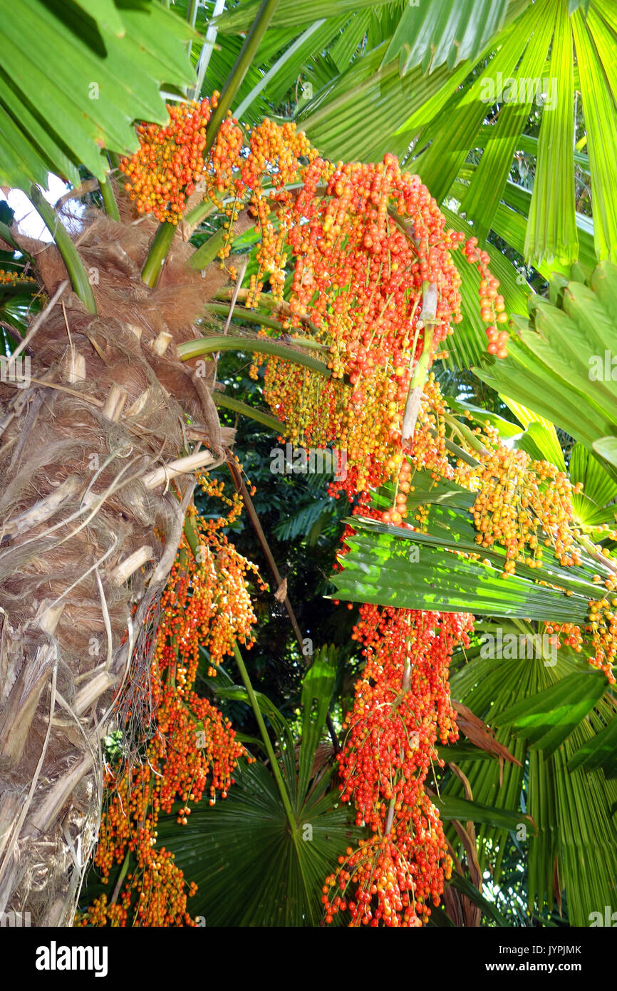 Orange/rot Samen der Zwergpalme Licuala ramsayii, Flecker Botanic Gardens, Cairns, Queensland, Australien Stockfoto