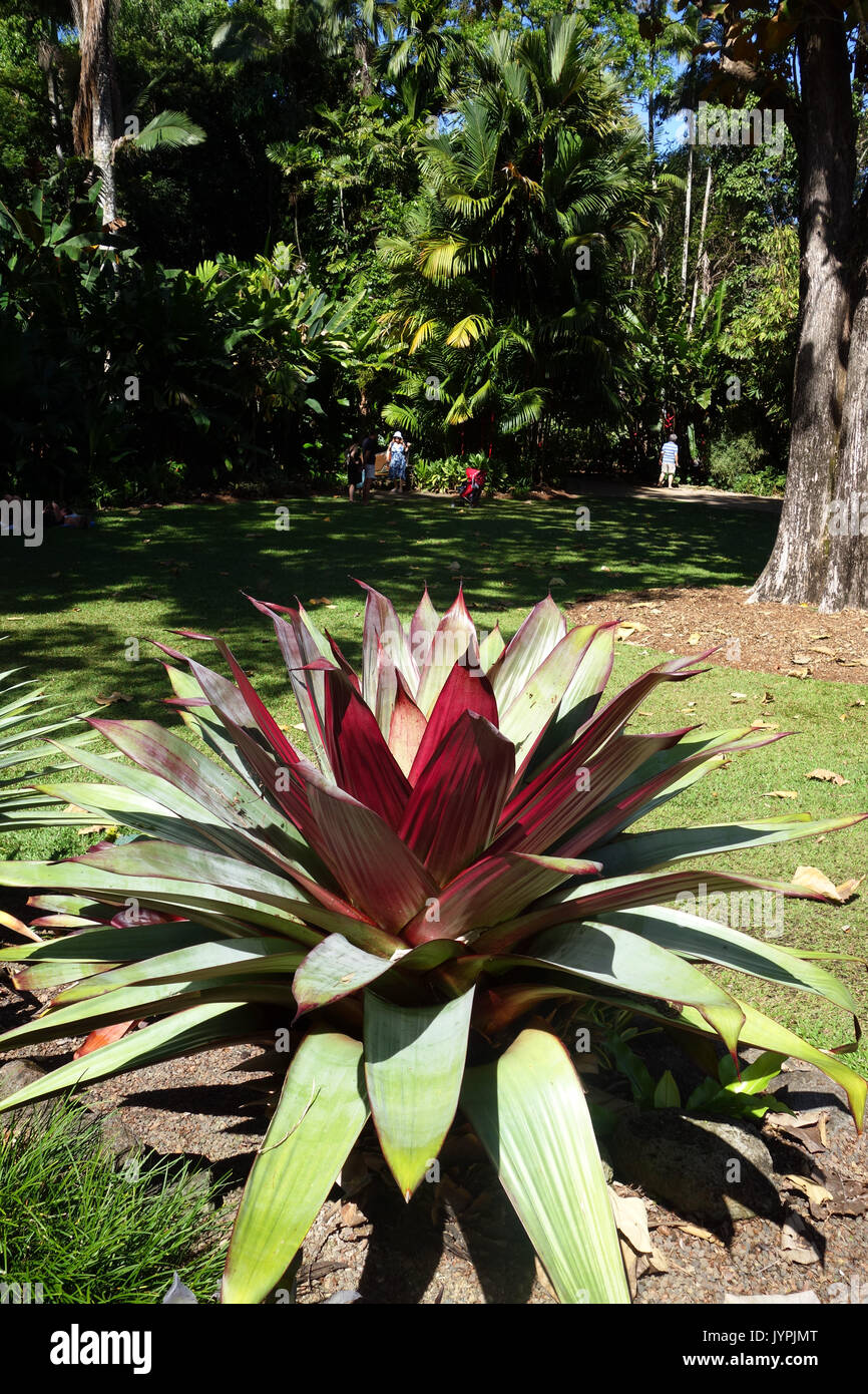 Große Bromelie inmitten üppiger Flecker Botanic Gardens, Cairns, Queensland, Australien. Keine MR oder PR Stockfoto