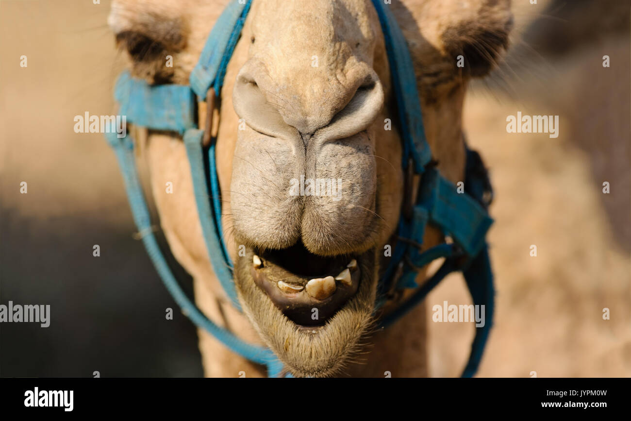 Lustige Tiere kamel Gesicht ist eine Nahaufnahme eines Kamele Mund, Nase und Augen, als er sehr lustig und humorvoll. Stockfoto