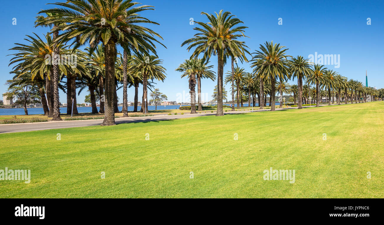 Palmen in Langley Park entlang Riverside Drive und Swan River in Perth, Western Australia Stockfoto