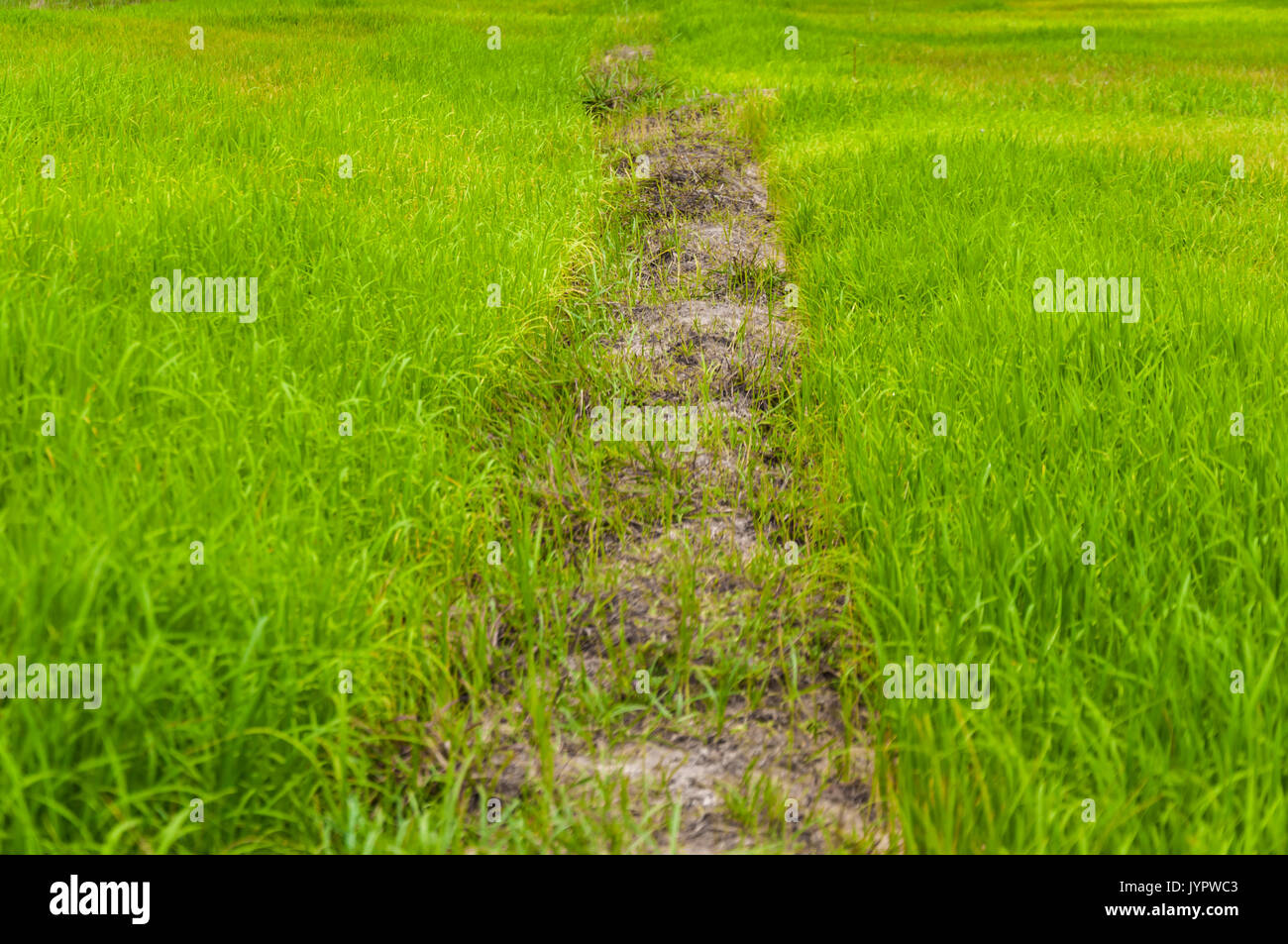 Kleine Straße zwischen Reisfeldern Stockfoto